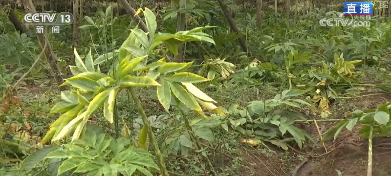 “土疙瘩”在创新中华丽转身为“中国新特产” 滋味千年幻化身形行销世界