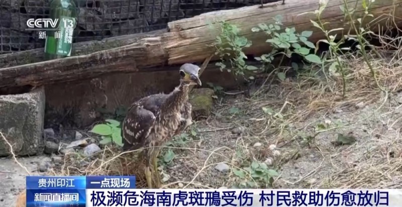 村民家中遇“不速之客” 一查竟为濒危物种