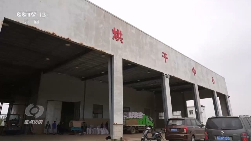 焦点访谈｜秋粮抢收抢烘 这场“保卫战”如何打好？
