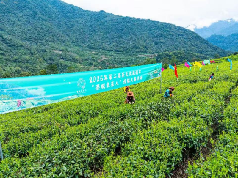 茶香漫峡谷 绿叶变“金叶”――西藏墨脱采茶人劳务品牌的2025年答卷