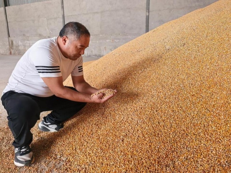 抢!多地连阴雨 争分夺秒保秋粮