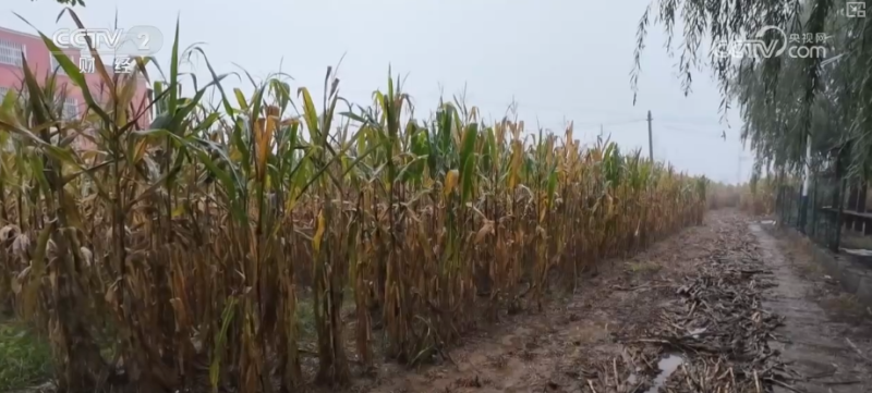 多举措协同全力推进秋收 高科技农机与时间“赛跑”抢收抢种