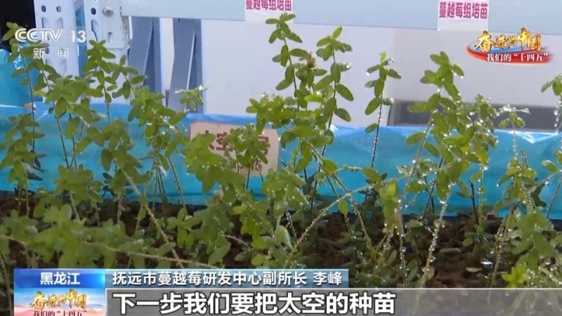 太空育种、机械采收……科技创新让“隐藏款”特产走向全国