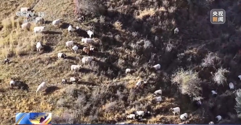 65万牛羊异地过冬 借牧双方资源互补催生产业新模式