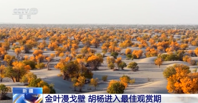 塔里木河秋日限定 胡杨映水绘就一幅流动油画
