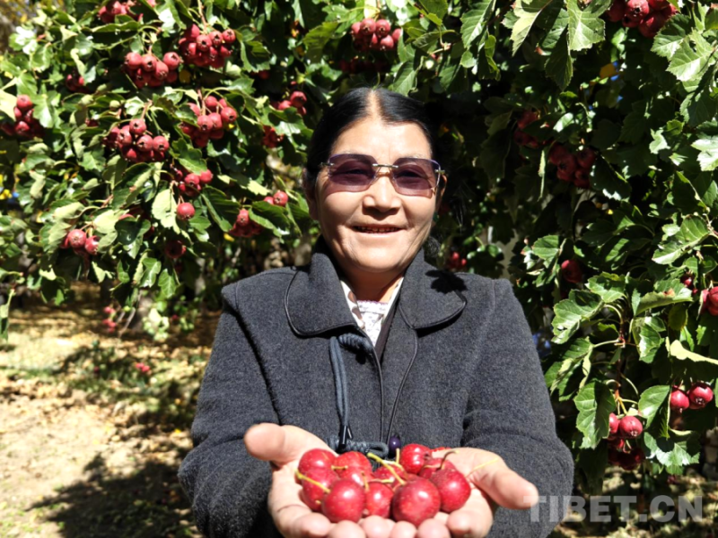 西藏山南:乡村美 生活暖