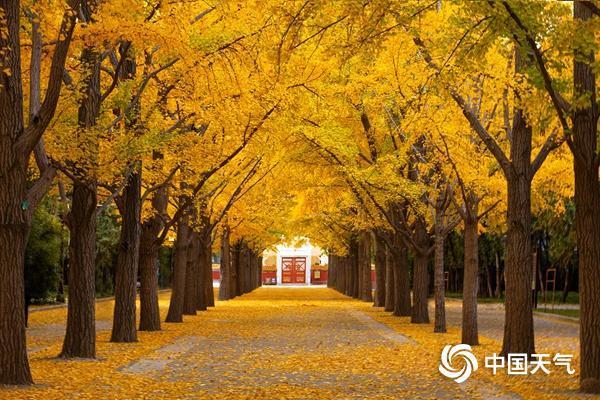 错过再等一年!全国银杏观赏地图来了