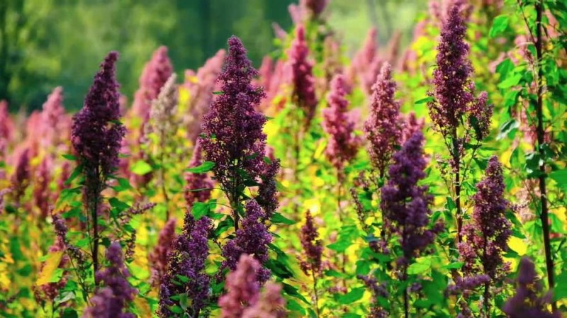 新华视点丨金秋丰收绘新景 乡村振兴谱华章