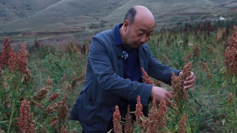 新华视点丨金秋丰收绘新景 乡村振兴谱华章