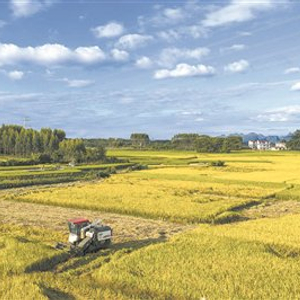 全国秋粮收获进入高峰期，进度已过六成 齐心协力共绘丰收画卷