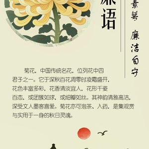 菊花：清姿素萼 廉洁自守