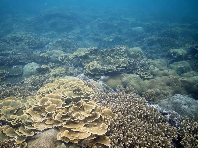 【】3-2 健康的珊瑚礁。受访者供图.jpg 警报拉响!地球触发首个“气候临界点”