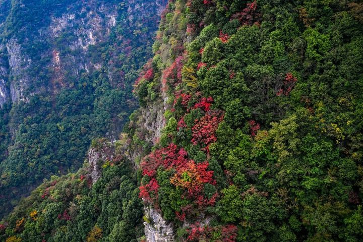 红了三峡 火了县域 富了百姓――重庆巫山以红叶为媒释放文旅新动能