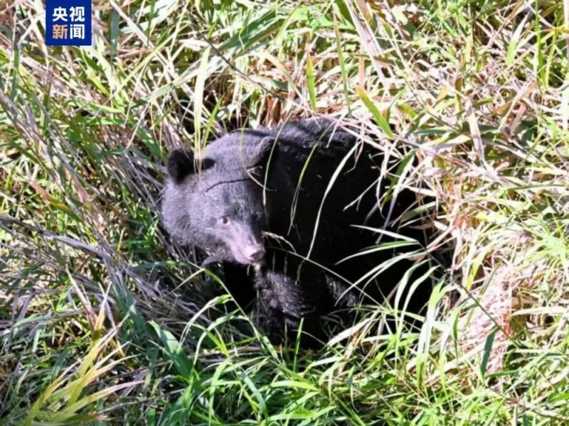 7点出发|散布“买卖儿童器官”等谣言,林某被处罚!