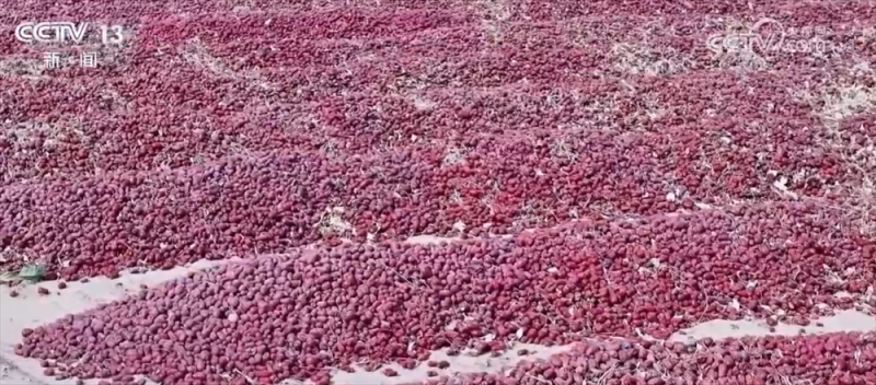 特色产业绘就百姓增收“实景图” 激活乡村振兴“一池春水”