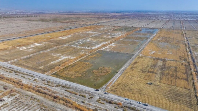 改土选种四年攻关 南疆这片盐碱地“海水稻”丰收了