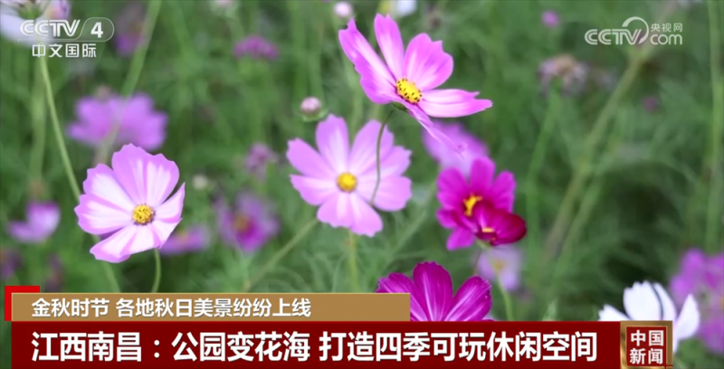 金秋时节各地美景纷纷“上线” 多元业态拓展“秋日经济”新空间