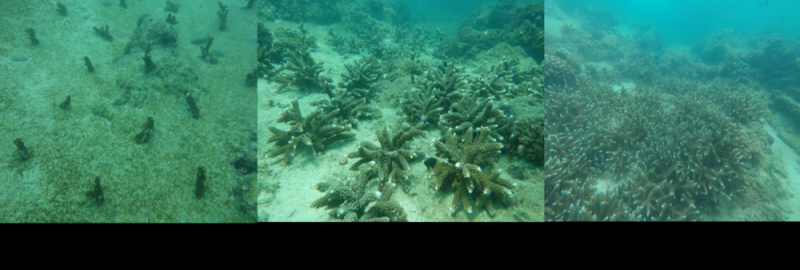 【】3-3 中国科学院南海海洋研究所修复区域珊瑚礁三年内变化。受访者供图.jpg 警报拉响!地球触发首个“气候临界点”