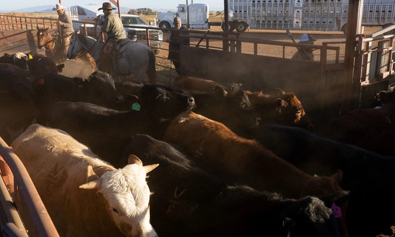 当前美国牛肉价格飙升,明年或再涨近六成