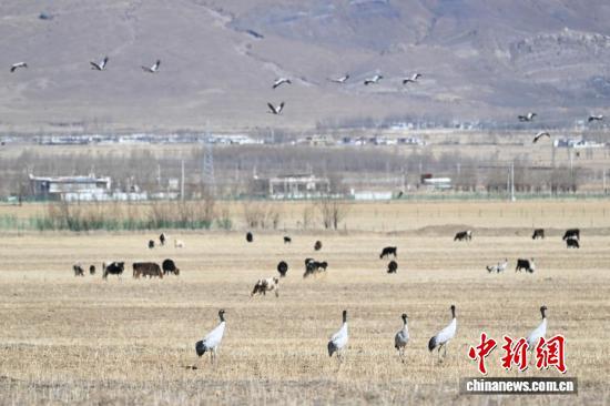 西藏：越冬黑颈鹤“做客”林周 绘就生态乐园