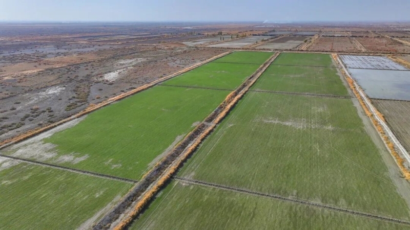 改土选种四年攻关 南疆这片盐碱地“海水稻”丰收了