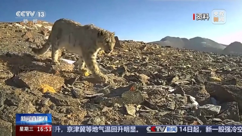 视频丨三只雪豹“结伴”过马路 祁连山地区动物影像上新