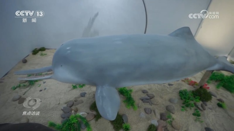焦点访谈 | 推进长江生态保护工作 留住江豚的“微笑”