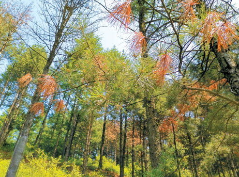 松材线虫病的危害有多大?如何有效“对症下药”?专家解读