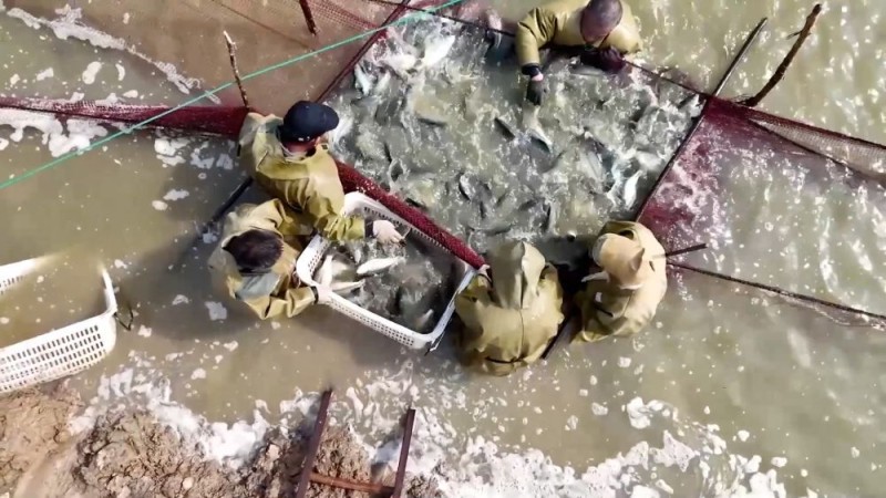 新华视点|沃野金秋收获忙 共绘丰年好图景