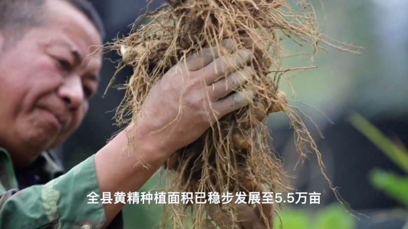 新华视点|沃野金秋收获忙 共绘丰年好图景