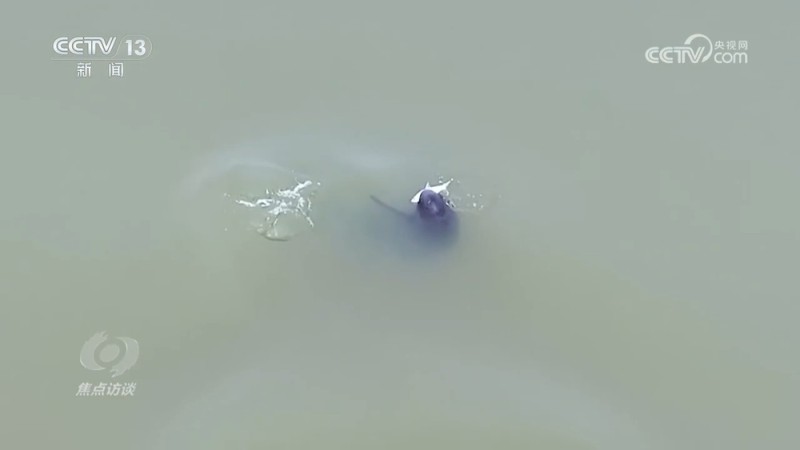 焦点访谈 | 推进长江生态保护工作 留住江豚的“微笑”