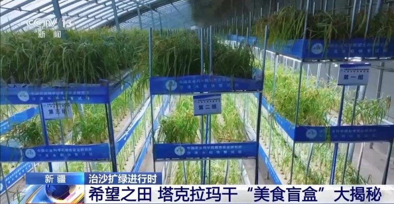 从“死亡之海”到“水产绿洲” 解锁新疆“点沙成金”的密码→