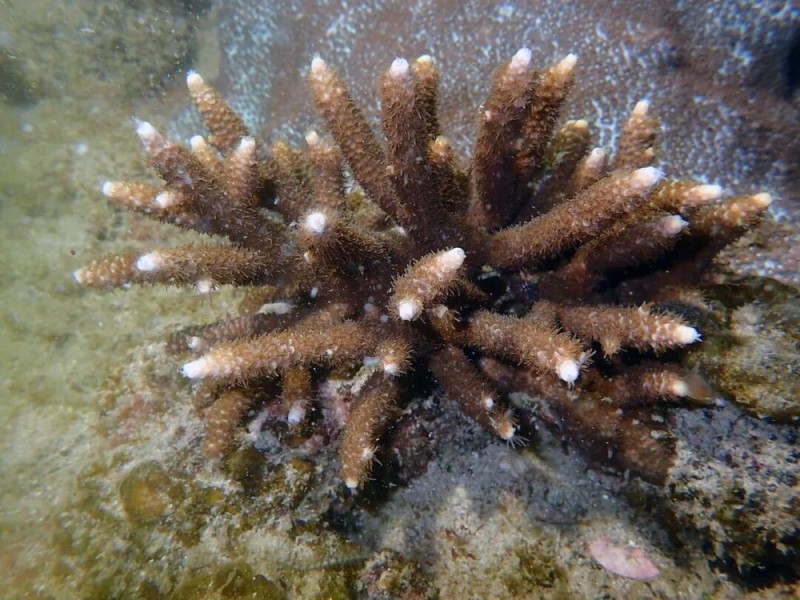 【】1-2 佳丽鹿角珊瑚。受访者供图.JPG 警报拉响!地球触发首个“气候临界点”