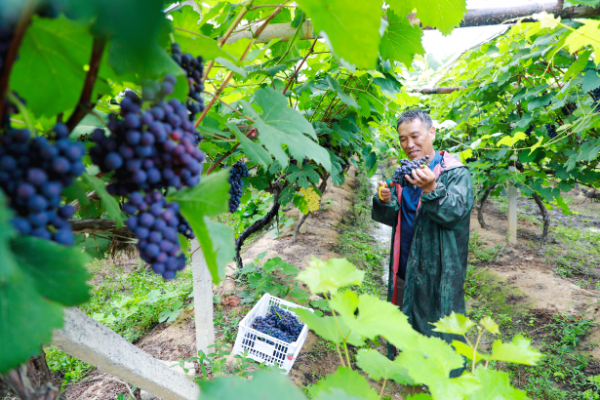 【理响中国・一线探新】产业振兴绘就“诗画田园”