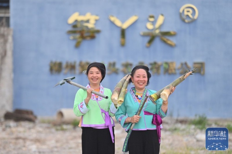 可爱的乡村――跨区域协作助深山苗寨产业发展