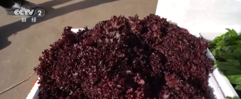 果蔬争“鲜”上市供销两旺 百姓冬季“菜篮子”“果盘子”消费需求有保障