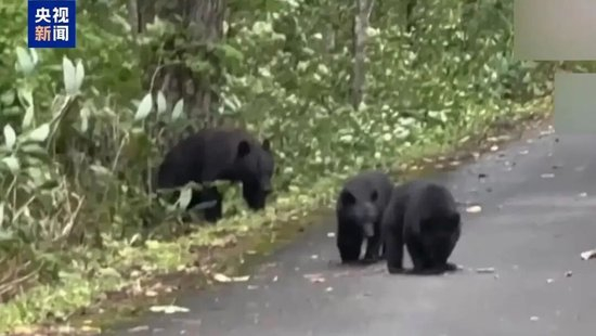 日本“熊灾”有多严重？连自卫队都出动打熊了！