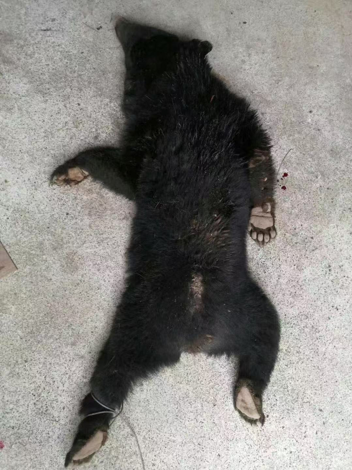 日本“熊出没”已致13人身亡，创历史新高