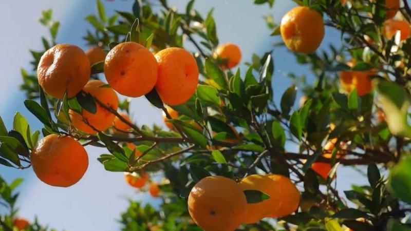 新华视点｜中部地区贯彻落实四中全会精神 以高质量发展书写中部崛起新篇章