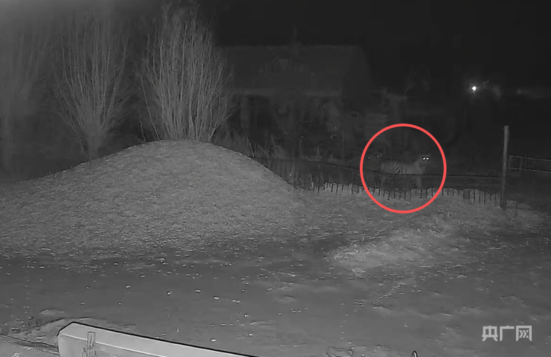 监拍野生东北虎现身黑龙江密山一村落 当地已通知村民加强防范