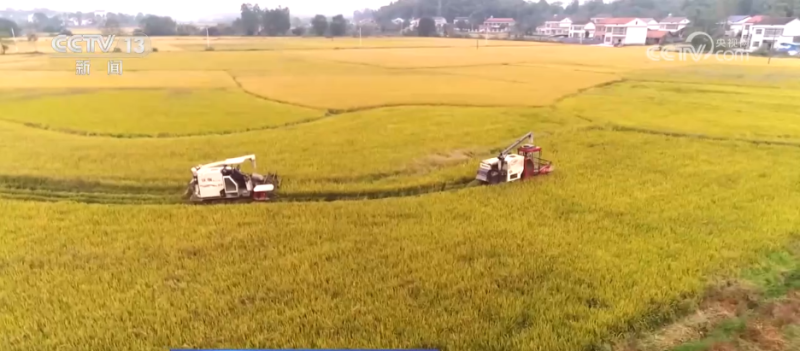 机器人上阵、强化服务……各地多措并举护航秋粮收购“加速跑”