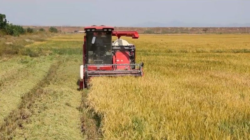 新华视点|沃野金秋收获忙 共绘丰年好图景