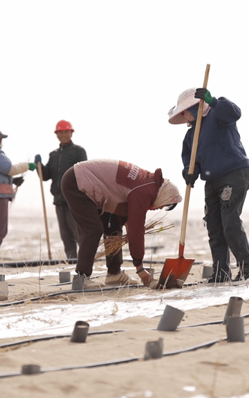 沙海播新绿，50万株苗木陆续扎根塔克拉玛干沙漠