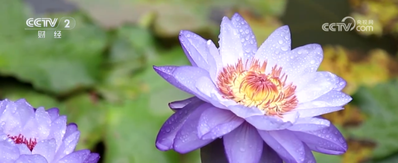 “秋日经济”活力满满 “赏秋+”催动文旅消费“热”力四射