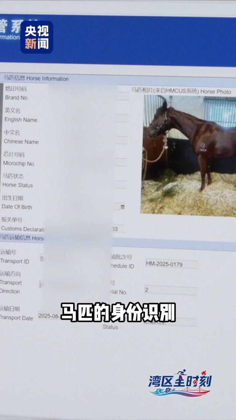 湾区“全”时刻丨在大湾区 马为啥越跑越快?