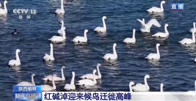 红碱淖迎来候鸟迁徙高峰 保护区多举措温情护航