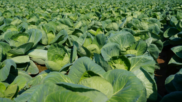 【理响中国・一线探新】探寻诗意嘉鱼的绿色富民密码