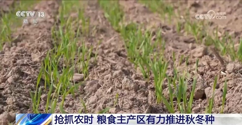 全国冬小麦播种过八成 粮食主产区有力推进秋冬种