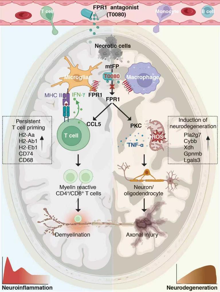 我国科学家在神经疾病治疗领域取得新突破