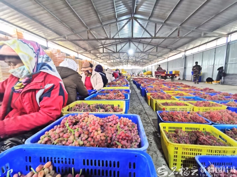 奋进的新疆・我们的“十四五”丨天山果香飘万里